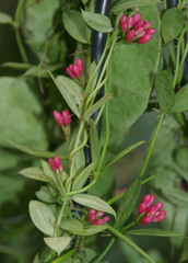 Dischidia pectenoides