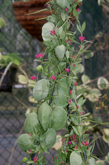 Dischidia pectenoides