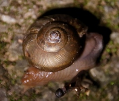 Urocyclidae