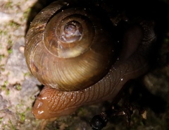 Urocyclidae
