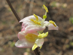 Lonicera harae
