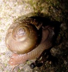Urocyclidae