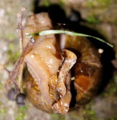 Urocyclidae