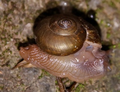 Urocyclidae
