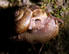 Urocyclidae