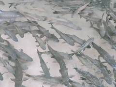 Golden Mahseer Barb photo 3