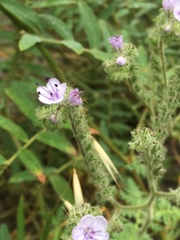 Phacelia floribunda