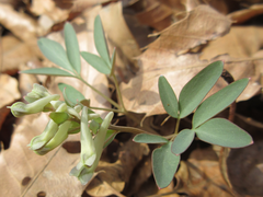 Corydalis ambigua