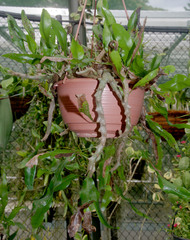 Lecanopteris sinuosa