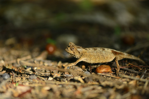 Anja Reserve Leaf Chameleon