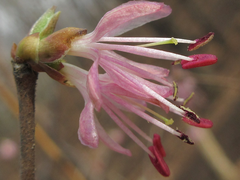 Lonicera praeflorens
