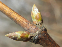 Lonicera praeflorens