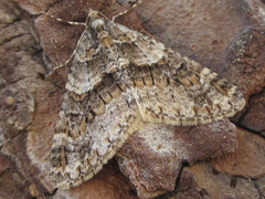 Esakiopteryx volitans