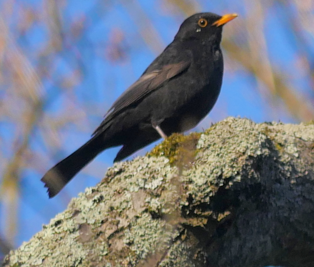 Eurasian Blackbird from Untergrombach, Bruchsal, DEBW, Germany on