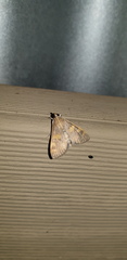 Rehimena surusalis