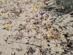 Triteleiopsis palmeri