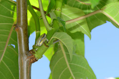 Heterixalus betsileo