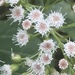 Ageratina grandifolia - Photo (c) mvz-juangonzalezromero, algunos derechos reservados (CC BY-NC), subido por mvz-juangonzalezromero