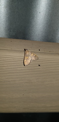 Rehimena surusalis