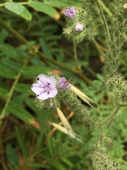 Phacelia floribunda