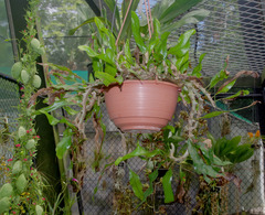 Lecanopteris sinuosa