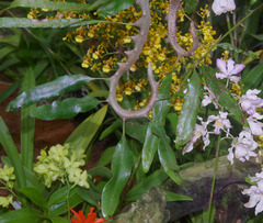 Lecanopteris sinuosa