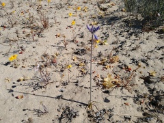 Triteleiopsis palmeri