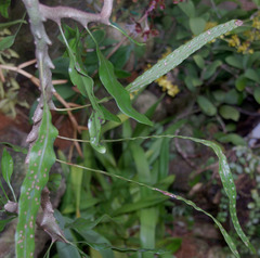 Lecanopteris sinuosa