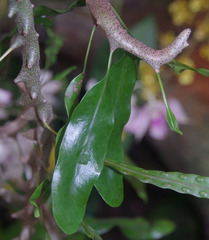 Lecanopteris sinuosa