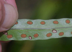 Lecanopteris sinuosa