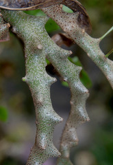 Lecanopteris sinuosa