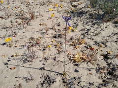 Triteleiopsis palmeri