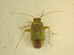 Micromimetus