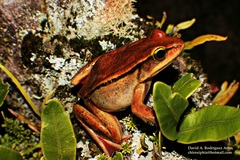 Rana Montanera