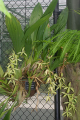 Coelogyne pandurata