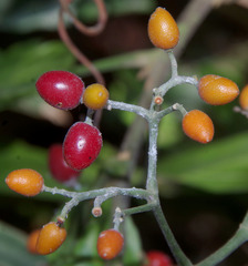 Micromelum minutum