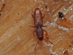 Silvanus unidentatus