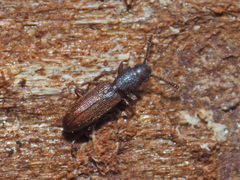 Silvanus unidentatus
