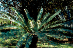 Encephalartos manikensis
