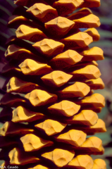 Encephalartos manikensis