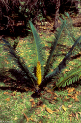 Encephalartos manikensis
