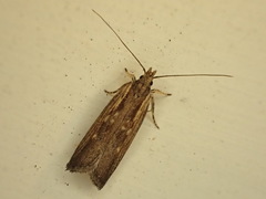 Helcystogramma phryganitis
