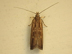 Helcystogramma phryganitis