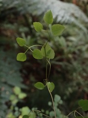 Clematis foetida