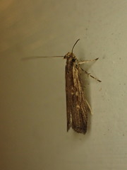 Helcystogramma phryganitis