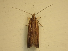 Helcystogramma phryganitis