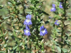 Stemodia florulenta