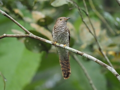 Cacomantis variolosus sepulcralis