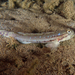 Bridled Goby - Photo (c) lcolmer, some rights reserved (CC BY-NC), uploaded by lcolmer