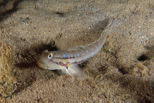 Bridled goby (Arenigobius bifrenatus) — Gobiidae